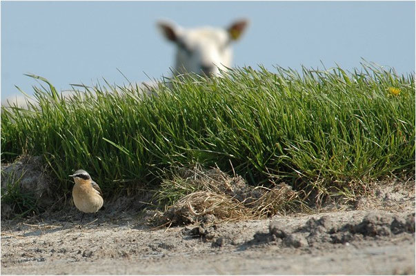 STEINSCHMÄTZER, WHEATEAR, OENANTHE OENANTHE