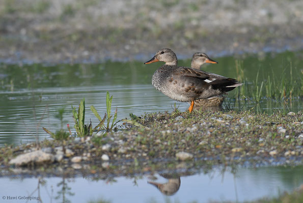 SCHNATTERENTE, GADWALL, ANAS STREPERA