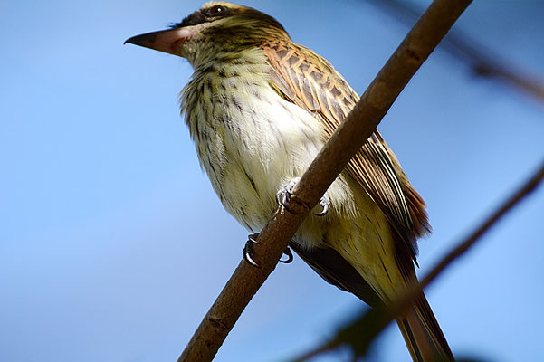 STREIFENTYRANN, STREAKED FLYCATCHER, MYIODYNASTES MACULATUS 