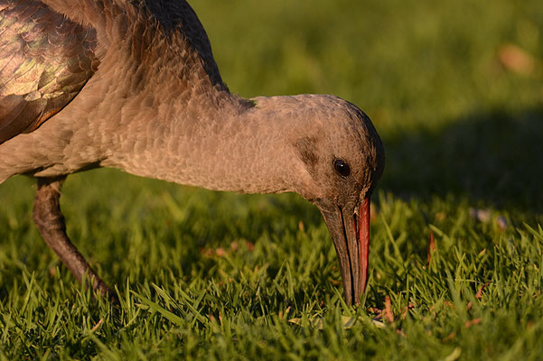 HAGEDASCH, HADEDA IBIS, BOSTRYCHIA HAGEDASH