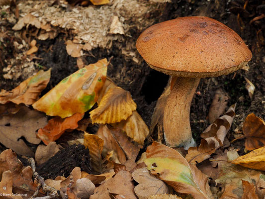 Eichen-Rotkappe - Leccinum quercinum