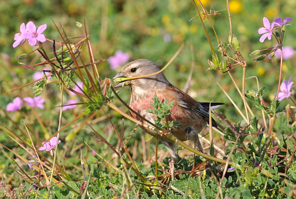 HÄNFLING, LINNET, CARDUELIS CANNABINA