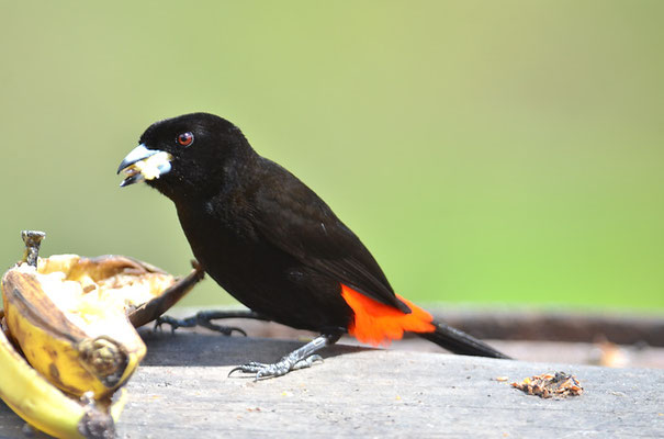 FEUERRÜCKENTANGARE, PASSERINI´S TANAGER, RAMPHOCELUS PASSERINII