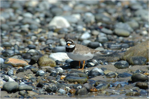 SANDREGENPFEIFER, RINGED PLOVER, CHARADRIUS HIATICULA