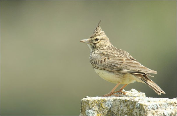 THEKLALERCHE, THEKLA LARK, GALERIDA THEKLAE