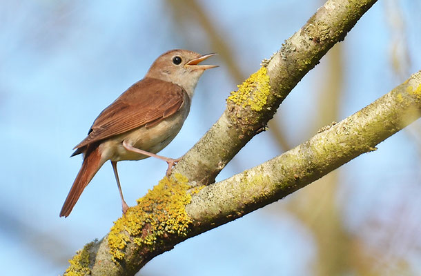NACHTIGALL, NIGHTINGALE, LUSCINIA MEGARHYNCHOS