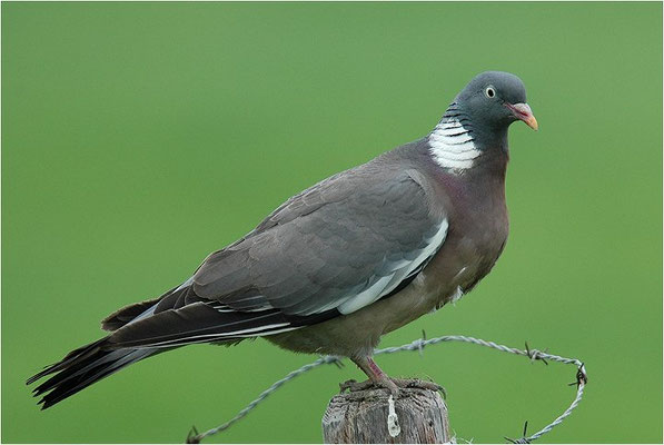 RINGELTAUBE, WOOD PIGEON,  COLUMBA PALUMBUS