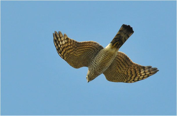 SPERBER, SPARROWHAWK, ACCIPITER NISUS