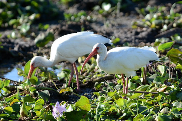 SCHNEESICHLER, WHITE IBIS, EUDOCIMUS ALBUS
