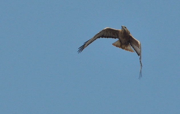 ADLERBUSSARD, LONG-LEGGED BUZZARD, BUTEO RUFINUS