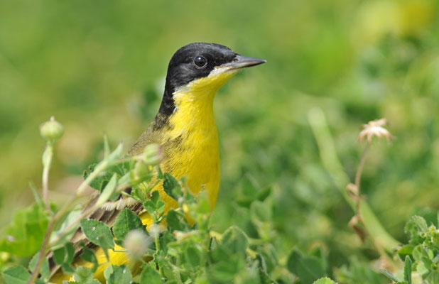 MASKENSTELZE, YELLOW WAGTAIL FELDEGG, MOTACILLA FLAVA FELDEGG