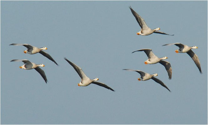 STREIFENGANS, BAR-HEADED GOOSE, ANSER INDICUS
