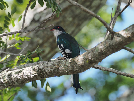 KUBA-TROGON, CUBAN TROGON, PRIOTELUS TEMNURUS