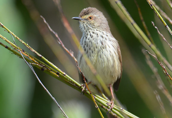 FLECKENPRINIE,KAROO PRINIA, PRINIA MACULOSA