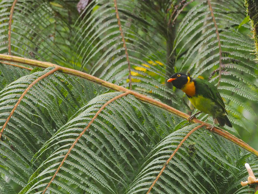 Orangebrustkotinga, Orange-breasted Fruiteater - Pipreola jucunda