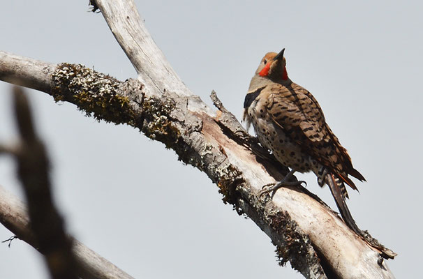 GOLDSPECHT, NORTHERN FLICKER, COLAPTES CHRYSOIDES