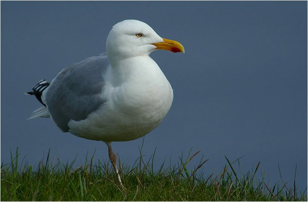 SILBERMÖWE, HERRING GULL, LARUS ARGENTATUS