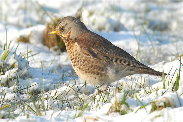 WACHOLDERDROSSEL, FIELDFARE, TURDUS PILARIS