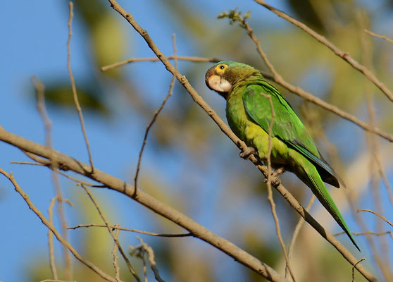ELFENBEINSITTICH, ORANGE-FRONTED PARAKEET, ARATINGA CANICULARIS
