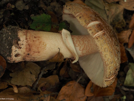 Perlpilz - Amanita rubescens