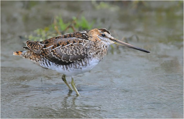 BEKASSINE, COMMON SNIPE, GALLINAGO GALLINAGO