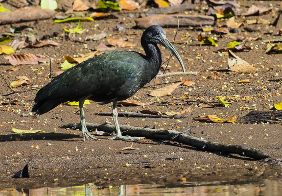 GRÜNIBIS, GREEN IBIS, MESEMBRINIBIS CAYENNENSIS
