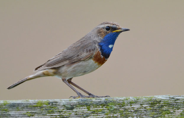 BLAUKEHLCHEN, BLUETHROAT, LUSCINIA SVECICA
