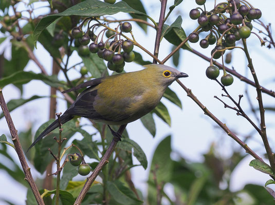 LANGSCHWANZ-SEIDENSCHNÄPPER, LONG-TAILED SILKY FLYCATCHER, PTILOGONYS CAUDATUS