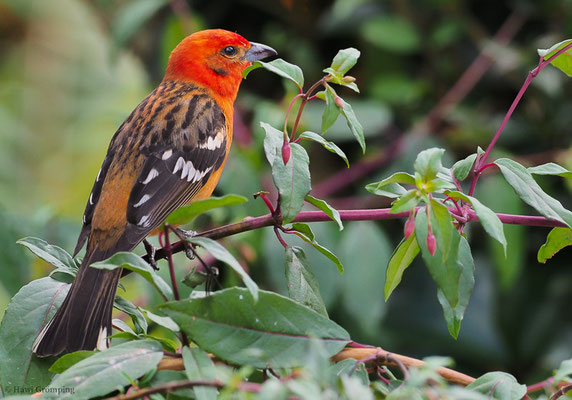 BLUTTANGARE, FLAME-COLORED TANAGER, PIRANGA BIDENTATA