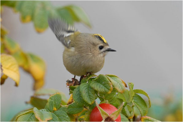 WINTERGOLDHÄHNCHEN, GOLDCREST, REGULUS REGULUS