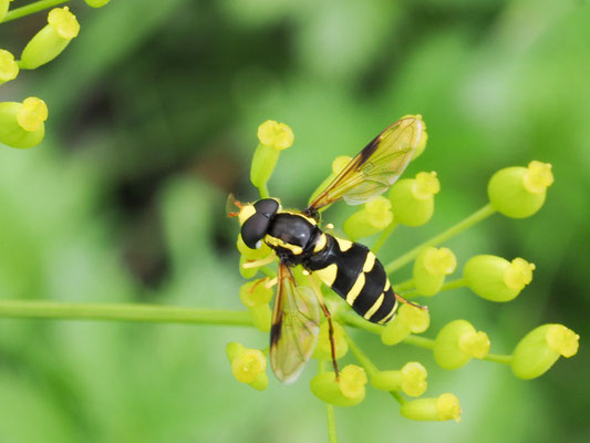 XANTHOGRAMMA PEDISSEQUUM, SPÄTE GELBRANDSCHWEBFLIEGE