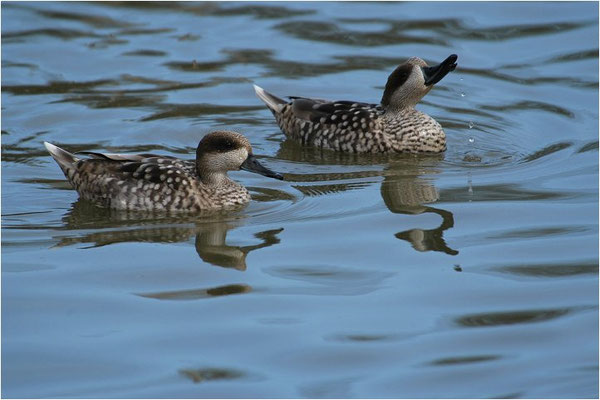 MARMELENTE, MARBLED DUCK, MARMARONETTA ANGUSTIROSTRIS