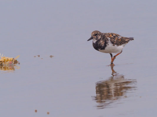 Steinwälzer, Ruddy Turnstone - Arenaria interpres