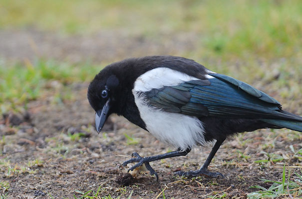 SCHWARZSCHNABELELSTER, BLACK-BILLED MAGPIE, PICA HUDSONIA