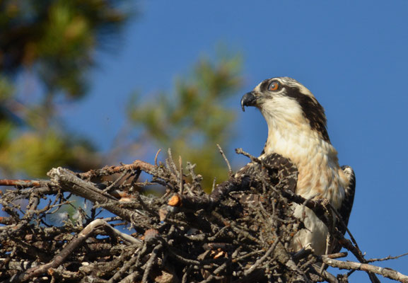 FISCHADLER, OSPREY, PANDION HALIAETUS