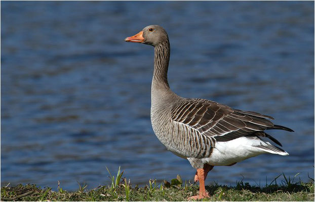 GRAUGANS, GREYLAG GOOSE, ANSER ANSER