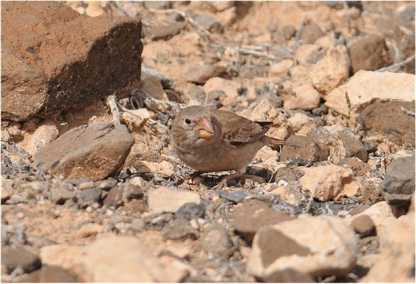 WÜSTENGIMPEL, TRUMPETER FINCH, BUCANETES GITHAGINEUS