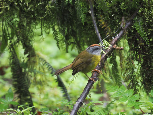 GOLDSCHEITELWALDSÄNGER, RUSSET-CROWNED WARBLER - MYIOTHLYPIS CORONATA