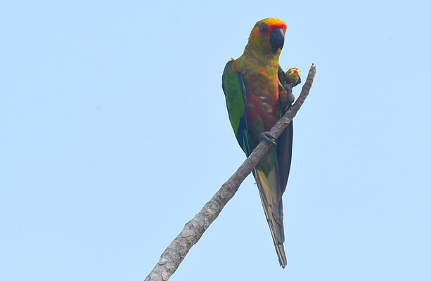 SONNENSITTICH, SUN PARAKEET, ARATINGA SOLSTITIALIS