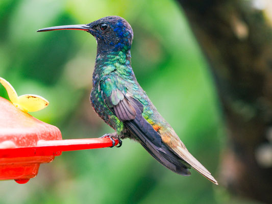 BRONZESCHWANZSAPHIRKOLIBRI, GOLDEN-TAILED SAPPHIRE - CHRYSURONIA OENONE