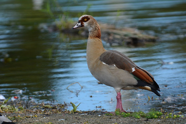 NILGANS, EGYPTIAN GOOSE. ALOPOCHEN AEGYPTIACA