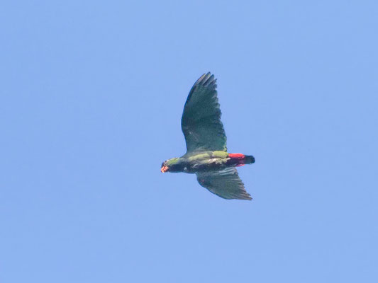 Dunenkopfpapagei, red-billed Parrot - Pionus sordidus