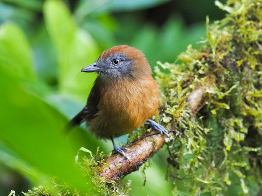 EINFARB-AMEISENWÜRGER, UNIFORM ANTSHRIKE - THAMNOPHILUS UNICOLOR