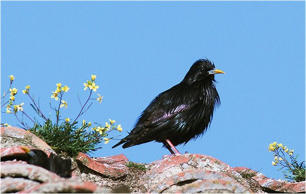 EINFARBSTAR, SPOTTLESS STARLING, STURNUS UNICOLOR