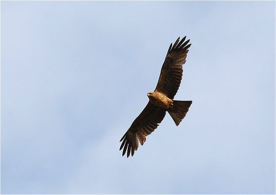 RAUBADLER, TAWNY EAGLE, AQUILA RAPAX