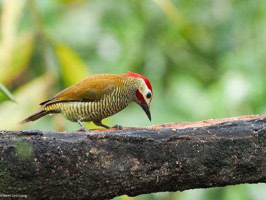 OLIVMANTELSPECHT, GOLDEN-OLIVE WOODPECKER -COLAPTES RUBIGINOSUS