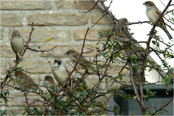 HAUSSPERLING, HOUSE SPARROW, PASSER DOMESTICUS