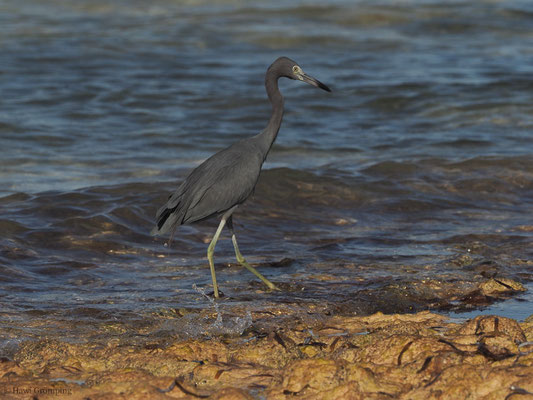 BLAUREIHER, LITTLE BLUE HERON, EGRETTA CAERULEA