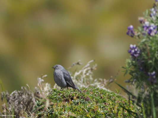 BLEIAMMER-TANGARE, PLUMBEOUS SIERRA-FINCH - PHRYGILUS UNICOLOR