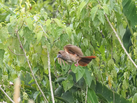Tüpfelguan, Speckled Chachalaca - Ortalis guttata